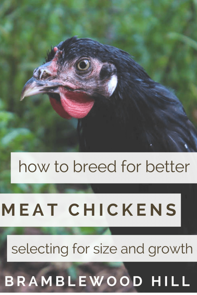 Learn how to breed and select your chickens for better meat production traits.