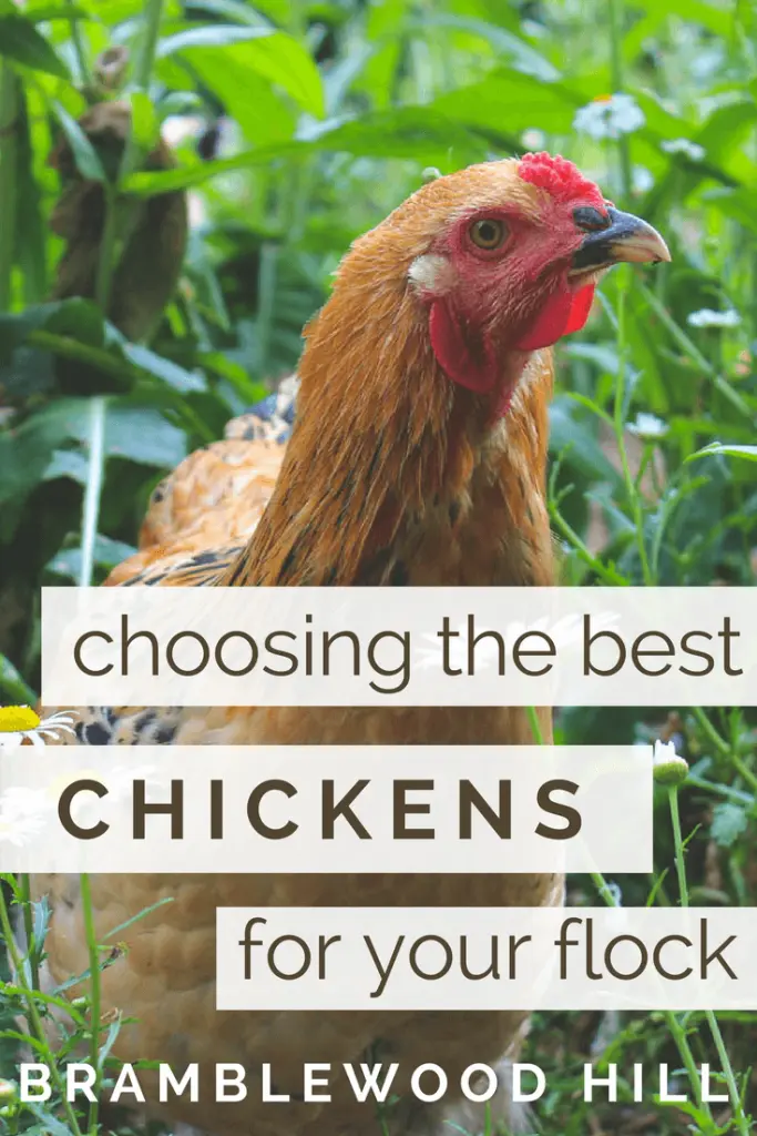 My tips and things to consider when choosing the best chicken breed for your flock.