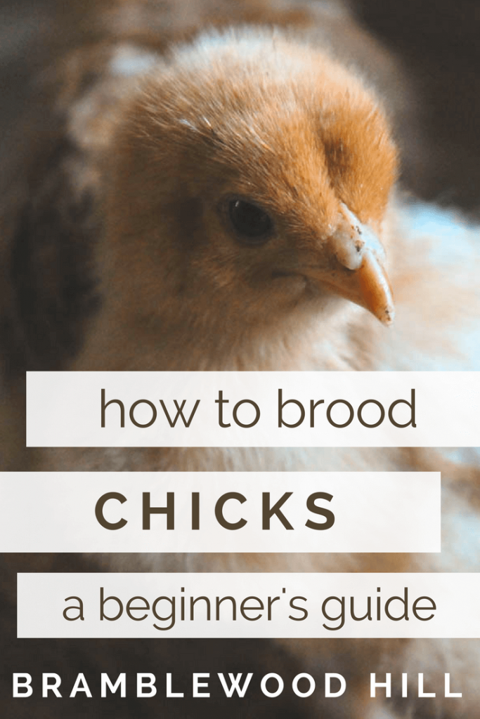 Learn the supplies and information you need to brood baby chicks.