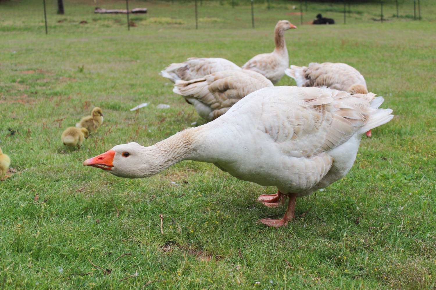 How To Tell The Gender Of Your Goose Or Gander Bramblewood Hill