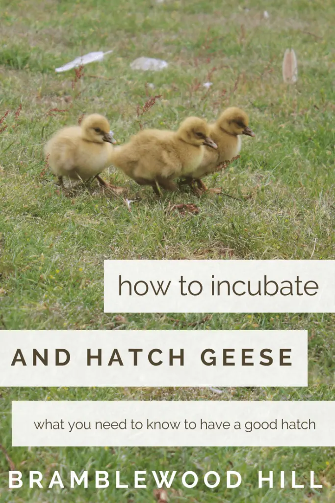 Geese can be difficult to incubate and hatch compared to chickens and ducks. Learn some tips to make incubating and hatching goose eggs easier.