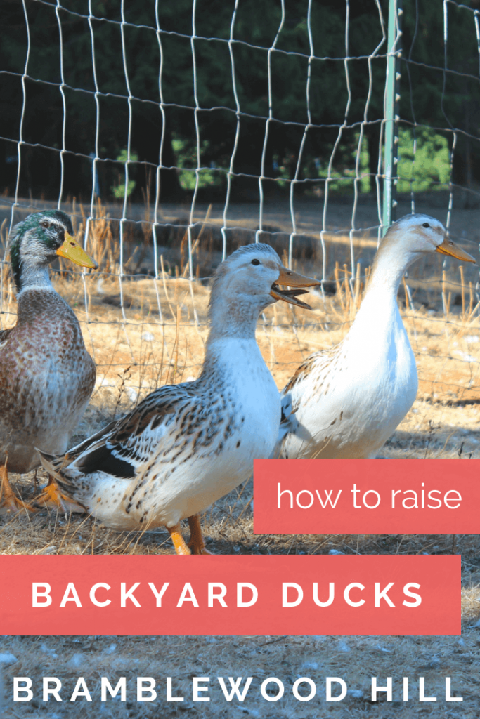 Learn how to raise backyard ducks.
