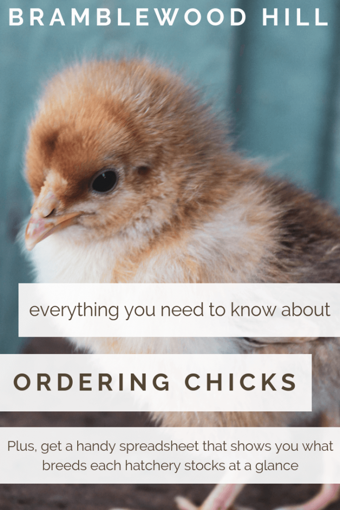 Learn everything you need to know about how to order chicks online!