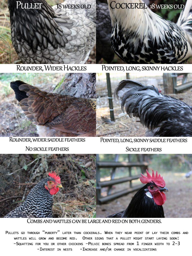 Comparing pullets and cockerels.