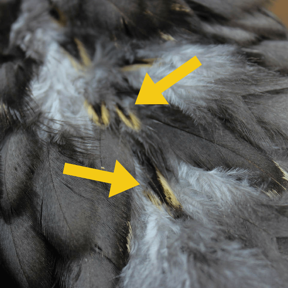 Saddle feathers growing in on cockerel's back.